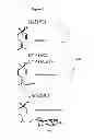 Fig. 02 - Method for utilizing monoterpene glycosyltransferase