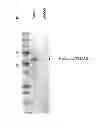 Fig. 05 - Method for utilizing monoterpene glycosyltransferase