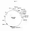 Fig. 02 - TRANSGENIC PLANTS EXPRESSING DISPERSINB