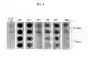 Fig. 03 - TRANSGENIC PLANTS EXPRESSING DISPERSINB