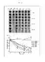 Fig. 04 - TRANSGENIC PLANTS EXPRESSING DISPERSINB
