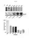 Fig. 05 - TRANSGENIC PLANTS EXPRESSING DISPERSINB