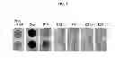 Fig. 06 - TRANSGENIC PLANTS EXPRESSING DISPERSINB