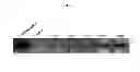 Fig. 07 - TRANSGENIC PLANTS EXPRESSING DISPERSINB