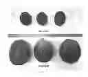 Fig. 05 - Dual purpose pollenizer watermelons