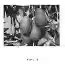 Fig. 04 - Avocado tree named 'Eugenin'