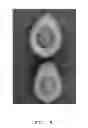 Fig. 06 - Avocado tree named 'Eugenin'