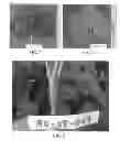 Fig. 05 - Strawberry plant named 'MARISOL'