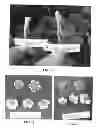 Fig. 06 - Strawberry plant named 'MARISOL'