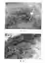 Fig. 07 - Strawberry plant named 'MARISOL'