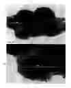 Fig. 01 - Method for Manufacturing Metal Nanoparticles Having a Core-Shell Structure with Good Oxidation Stability