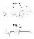 Fig. 02 - METHOD OF PREVENTING TOOTH FROM CONTINUOUSLY BREAKING IN BAND SAW BLADE, SAW TOOTH STRUCTURE OF BAND SAW BLADE USED FOR THE METHOD AND BAND SAW BLADE WITH TOOTH HAVING THE SAME SAW TOOTH STRUCTURE