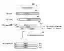 Fig. 01 - Method and device for carrier activation in carrier aggregation system