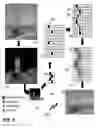 Fig. 13 - Method of content aware image resizing