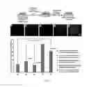 Fig. 04 - Heteromultivalent nanoparticle compositions