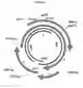 Fig. 02 - Nucleic acid molecule encoding hepatitis B virus core protein and vaccine comprising the same