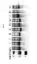 Fig. 08 - Engineered antibody constant domain molecules