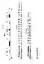 Fig. 23 - Engineered antibody constant domain molecules