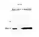 Fig. 24 - Engineered antibody constant domain molecules