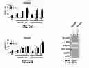 Fig. 41 - Methods of Treating and/or Preventing Cell Proliferation Disorders with IL-17 Antagonists