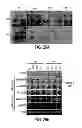 Fig. 44 - Methods of Treating and/or Preventing Cell Proliferation Disorders with IL-17 Antagonists