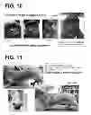 Fig. 08 - PHARMACEUTICAL COMPOSITION FOR TREATMENT AND PREVENTION OF TH3 MARCH-RELATED DISEASES