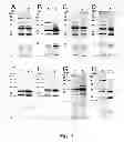Fig. 02 - Vaccine Against Pasteurellaceae