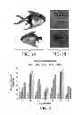 Fig. 02 - Bivalent vaccine for marine fish and method for making the same
