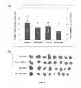 Fig. 06 - POLYMER CONJUGATES TARGETING CELLS AND METHODS RELATED THERETO