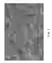 Fig. 06 - Decellularized extracellular matrix