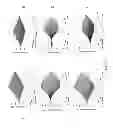 Fig. 08 - Decellularized extracellular matrix