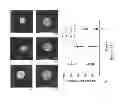 Fig. 22 - Decellularized extracellular matrix