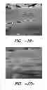 Fig. 15 - PROCESS FOR FORMING AN AGGLOMERATED PARTICLE CLOUD NETWORK COATED FIBER BUNDLE