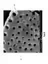 Fig. 07 - Diatomaceous energy storage devices