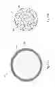 Fig. 24 - Graphene-containing electrodes