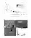 Fig. 09 - Method for preparing catalyst layer by in-situ sol-gel reaction of tetraethoxysilane in Nafion ionomer solution