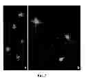 Fig. 07 - Method for determining DNA fragmentation in microorganisms