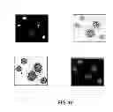Fig. 10 - Method for determining DNA fragmentation in microorganisms
