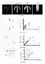Fig. 06 - Use of micropatterned soft substrate for measuring of cell traction forces