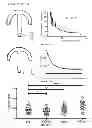 Fig. 08 - Use of micropatterned soft substrate for measuring of cell traction forces