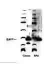 Fig. 02 - ANTIHUMAN BAFF ANTIBODY