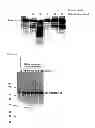 Fig. 04 - AGENT FOR MEASURING ENDOTOXIN