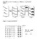 Fig. 02 - Activated Sugars