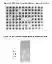 Fig. 03 - Activated Sugars