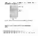 Fig. 04 - Activated Sugars
