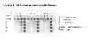 Fig. 05 - Activated Sugars