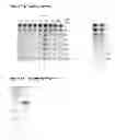 Fig. 10 - Activated Sugars