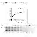 Fig. 12 - Activated Sugars