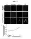 Fig. 08 - Biomarker for diagnosing toxicity of nanoparticles and method for evaluating toxicity of nanoparticles using the same