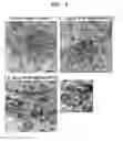Fig. 09 - Biomarker for diagnosing toxicity of nanoparticles and method for evaluating toxicity of nanoparticles using the same